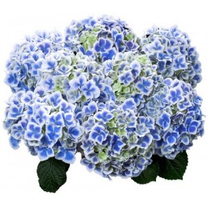 Tivoli Blue